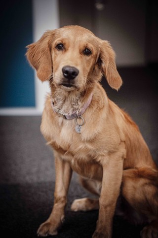 Bürohund Judi